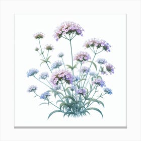 Flower of Verbena 3 Canvas Print