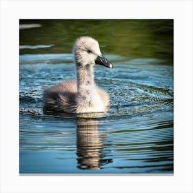 Swan photo 6 Canvas Print