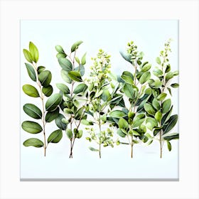 Eucalyptus beuty Canvas Print