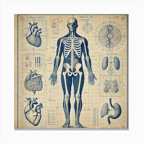 Anatomical Blueprint Printed Art A Vintage Inspired Blueprint Of The Human Body, Perfect For Adding A Professional And Educational Touch To Any Medical Space Printed Art Canvas Print