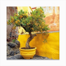Olive Tree In Yellow (Ii) Canvas Print