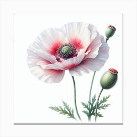 Oriental poppy Canvas Print