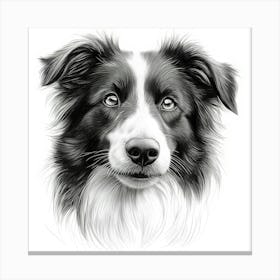 Collie Canvas Print