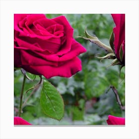 Red Roses Canvas Print