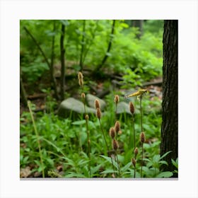 Ferns In The Woods Canvas Print