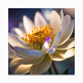 White Lotus Flower Canvas Print