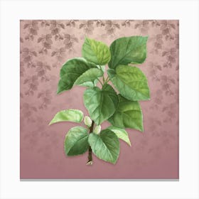 Vintage White Mulberry Plant Botanical on Dusty Pink Pattern n.1990 Canvas Print