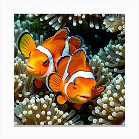 Clownfish In Anemone 6 Canvas Print