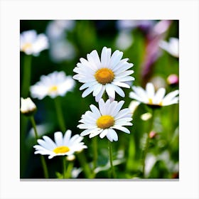 White Daisies Close Up Flowers Petals Nature Bloom Flora Botanical Spring Blossom Garden (3) Canvas Print