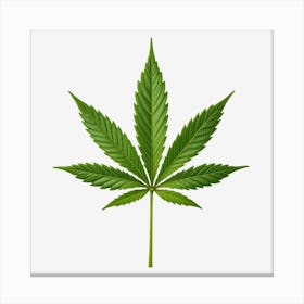 Marijuana Leaf Isolated On Black Background 1 Canvas Print