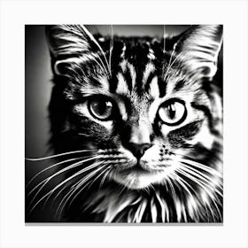Black And White Cat 19 Canvas Print