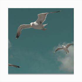 Seagulls In The Sky At The Beach  Pastel Colour Animal Photography Square Canvas Print