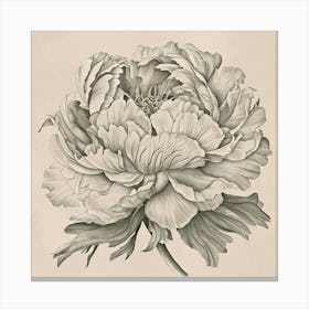 Elegant Peony 1 Leinwandbild