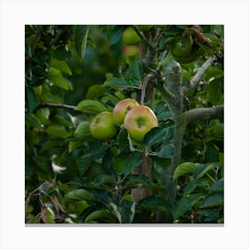 Apple Tree In The Orchard Canvas Print