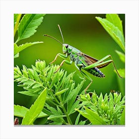 Grasshopper 76 Canvas Print