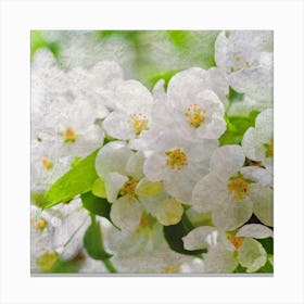 White Blossoms Canvas Print