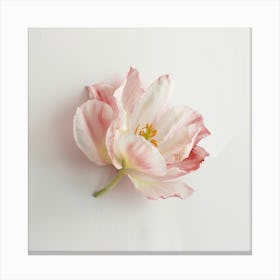 Pink Tulip Canvas Print