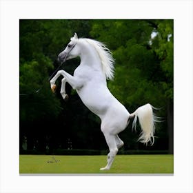 White Horse Standing On Hind Legs Canvas Print