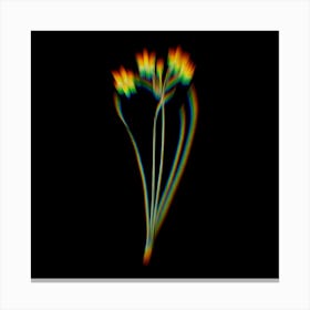 Prism Shift Rush Daffodil Botanical Illustration on Black n.0061 Canvas Print