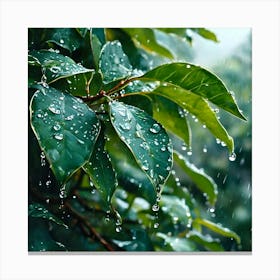 Raindrops On Leaves 1 Canvas Print