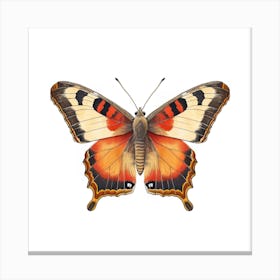 Butterfly 31 Canvas Print