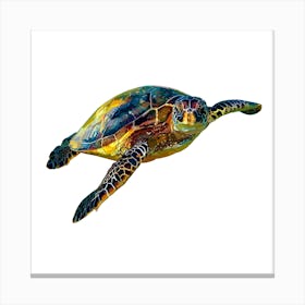 Hawksbill Sea Turtle 2 Canvas Print