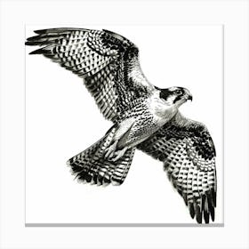 Raptor In Flight Canvas Print