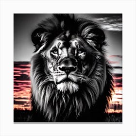 Lion At Sunset 14 Canvas Print