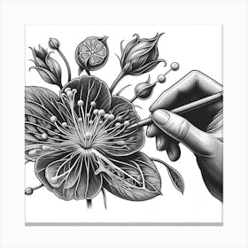 Flower Drawing Canvas Print