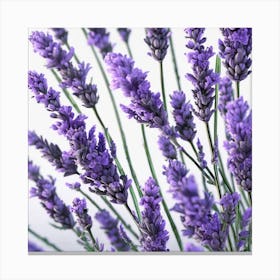 Lavender Flowers 2 Canvas Print