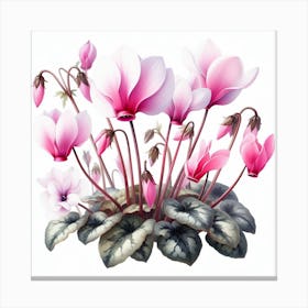 Flowers of Cyclamen Canvas Print