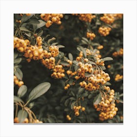Orange Pyracantha Flowers Square Canvas Print