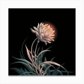 Chrysanthemum 1 Canvas Print