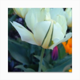 White Tulips 1 Canvas Print