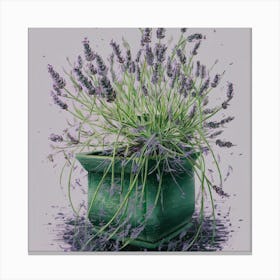 Lavender In A Pot 2 Canvas Print