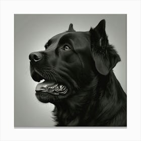 Black Labrador Retriever 1 Canvas Print