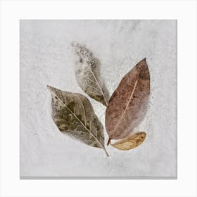 Frozen Autumn Leaves Square Canvas Print