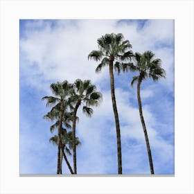 Palm trees in Seville Canvas Print