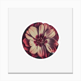 Dahlia 1 Canvas Print