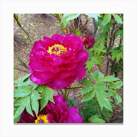 Peony in Japan 26 Canvas Print