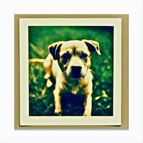 Dog In The Grass, Polaroid Picture Canvas Print