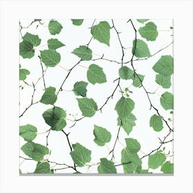 Seamless Pattern Of Aspen Tree Leaves 3 Canvas Print