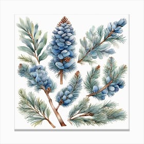 Blue spruce branches 2 Canvas Print