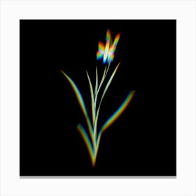 Prism Shift Ixia Anemonae Flora Botanical Illustration on Black Canvas Print