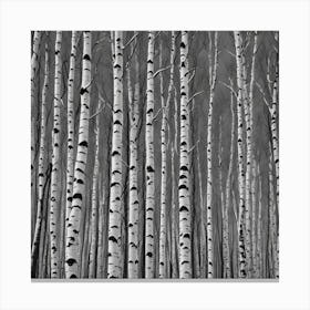 Birch Trees Canvas Print