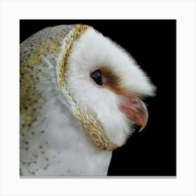 Barn Owl - Barn Owl Stock Videos & Royalty-Free Footage Canvas Print
