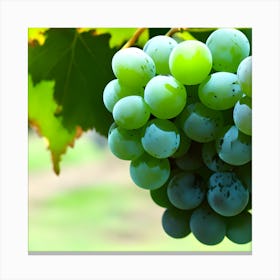 Green Grapes With Calm Background (1) Canvas Print