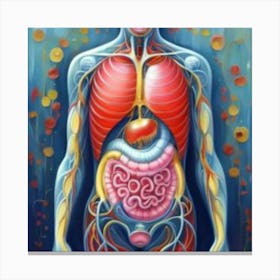 Organs Of The Human Body 19 Canvas Print