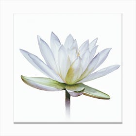 Water Lily 1 Canvas Print