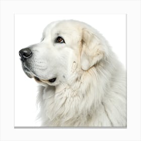 Great Pyrenees Dog Portrait Stampe su tela